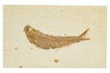 Detailed Fossil Fish (Knightia) - Wyoming #318534-1